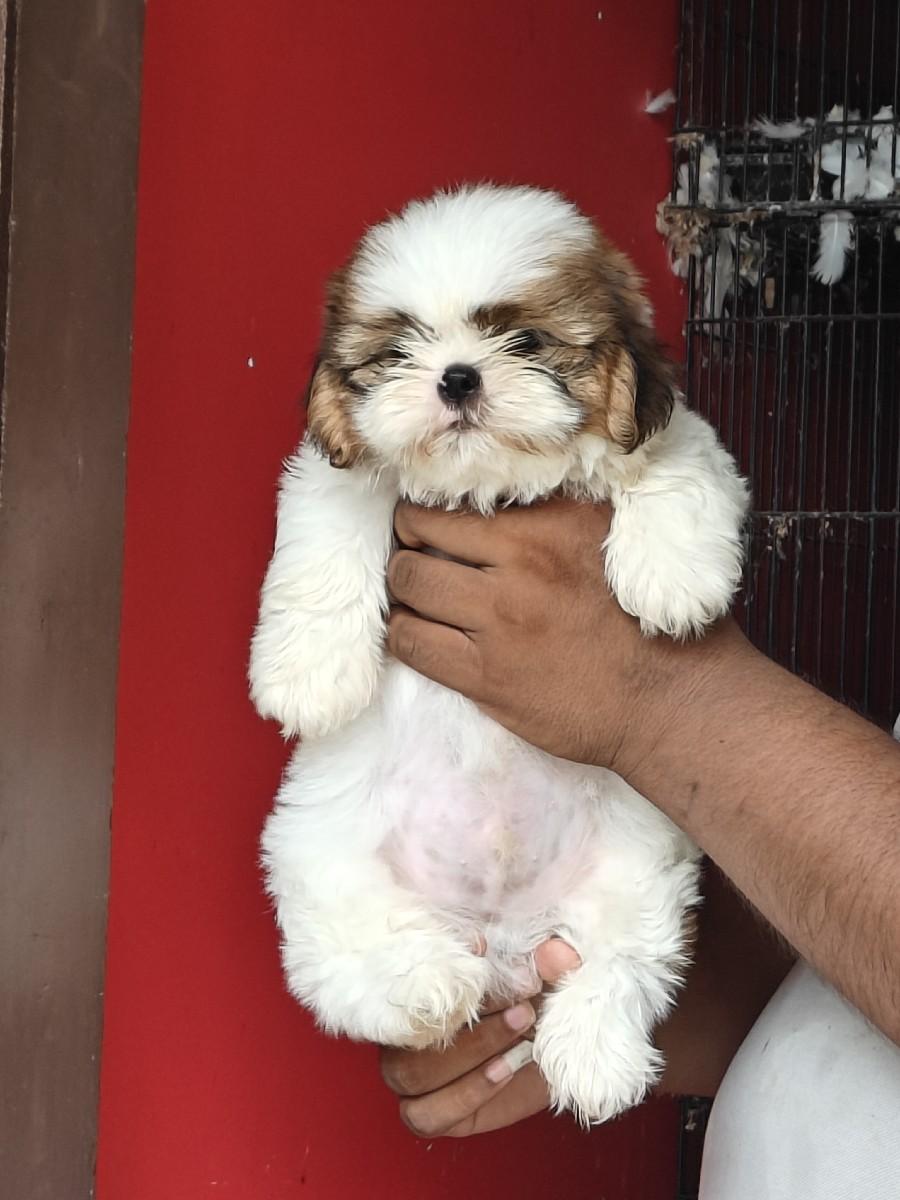 थंबनेल 3