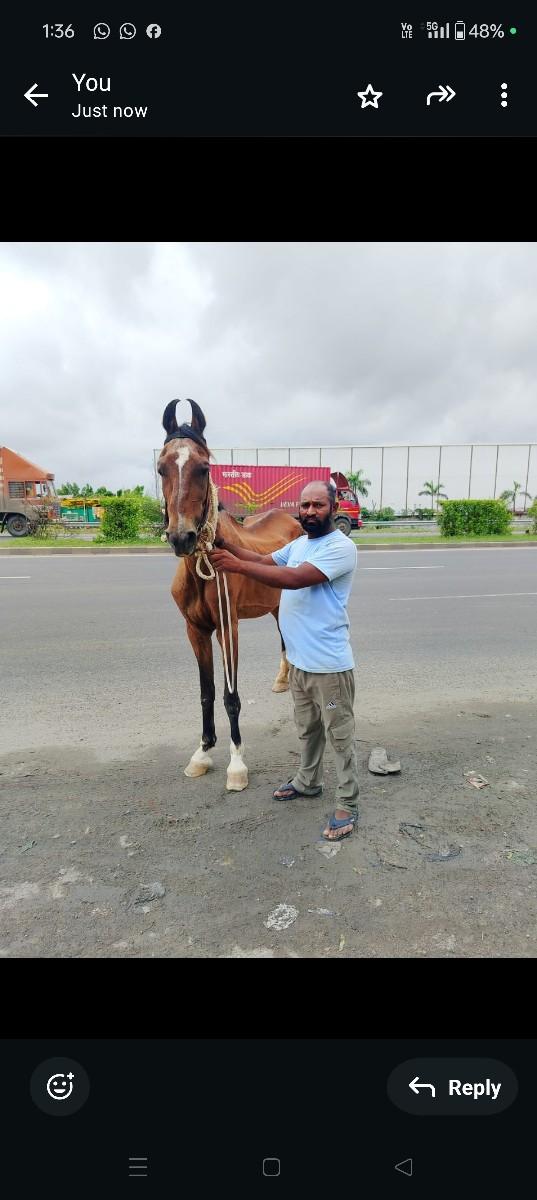 ઘોડી વેચવાની છે