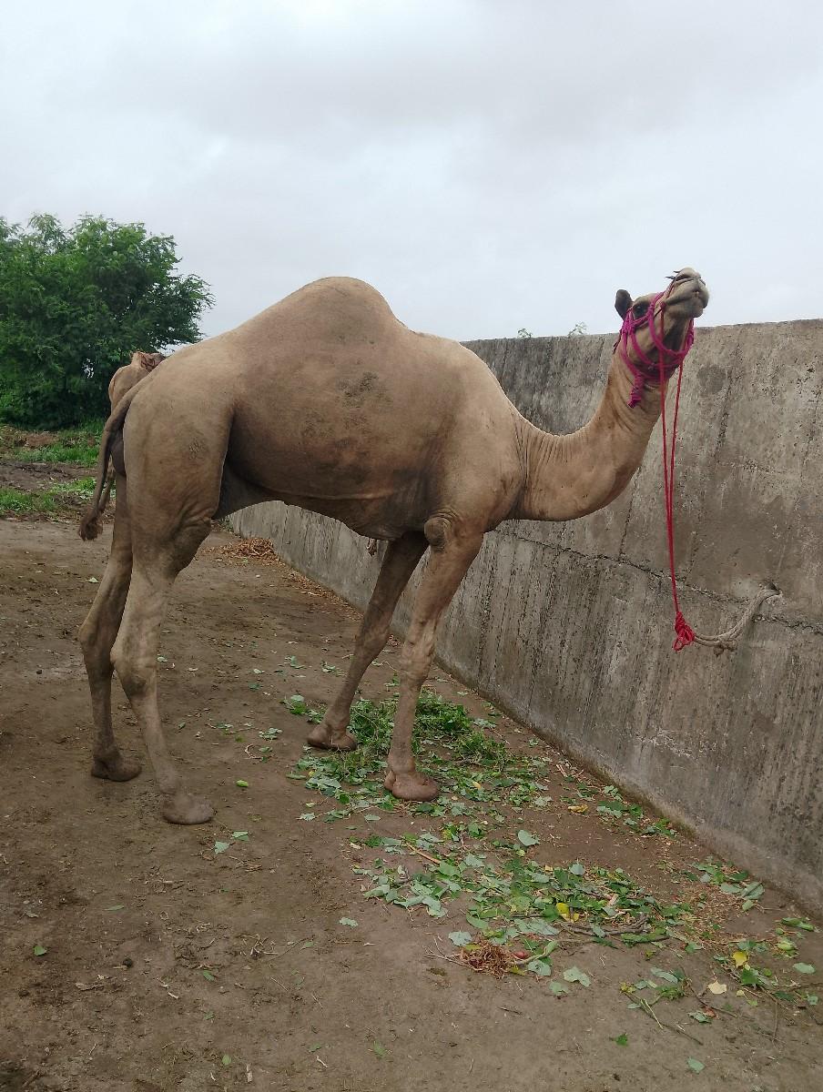 થંબનેલ 2