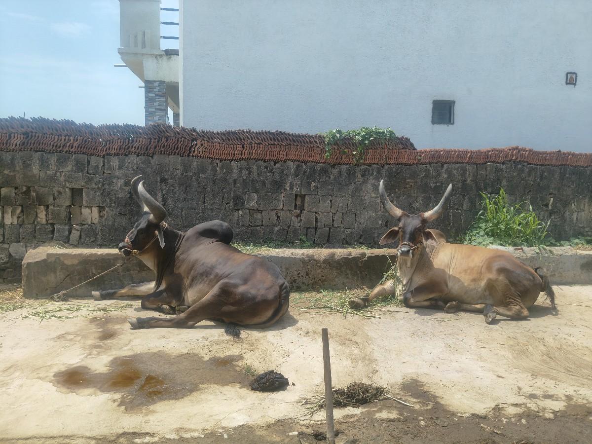 ગોઢલા વેચવાના છે