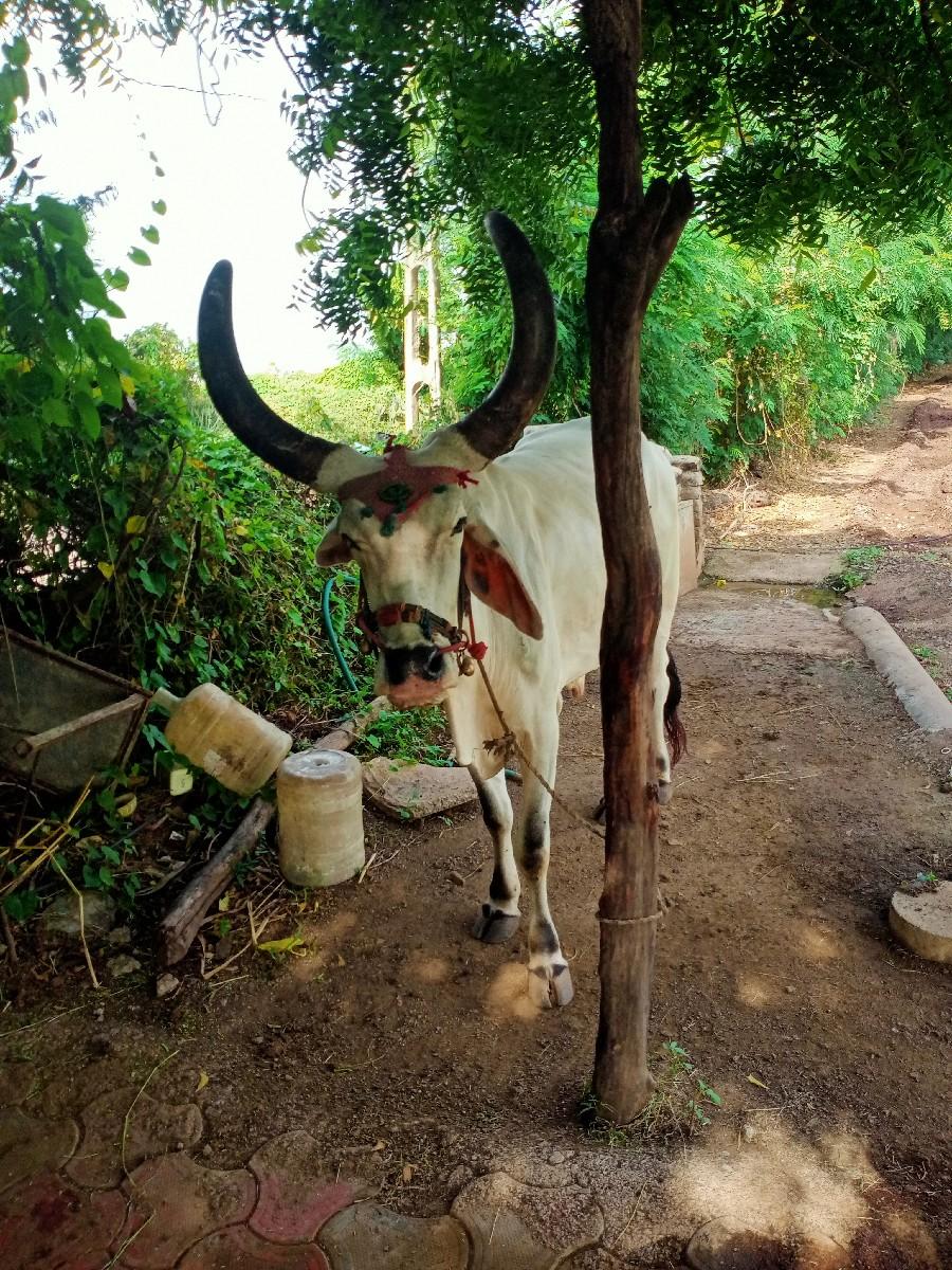 थंबनेल 3