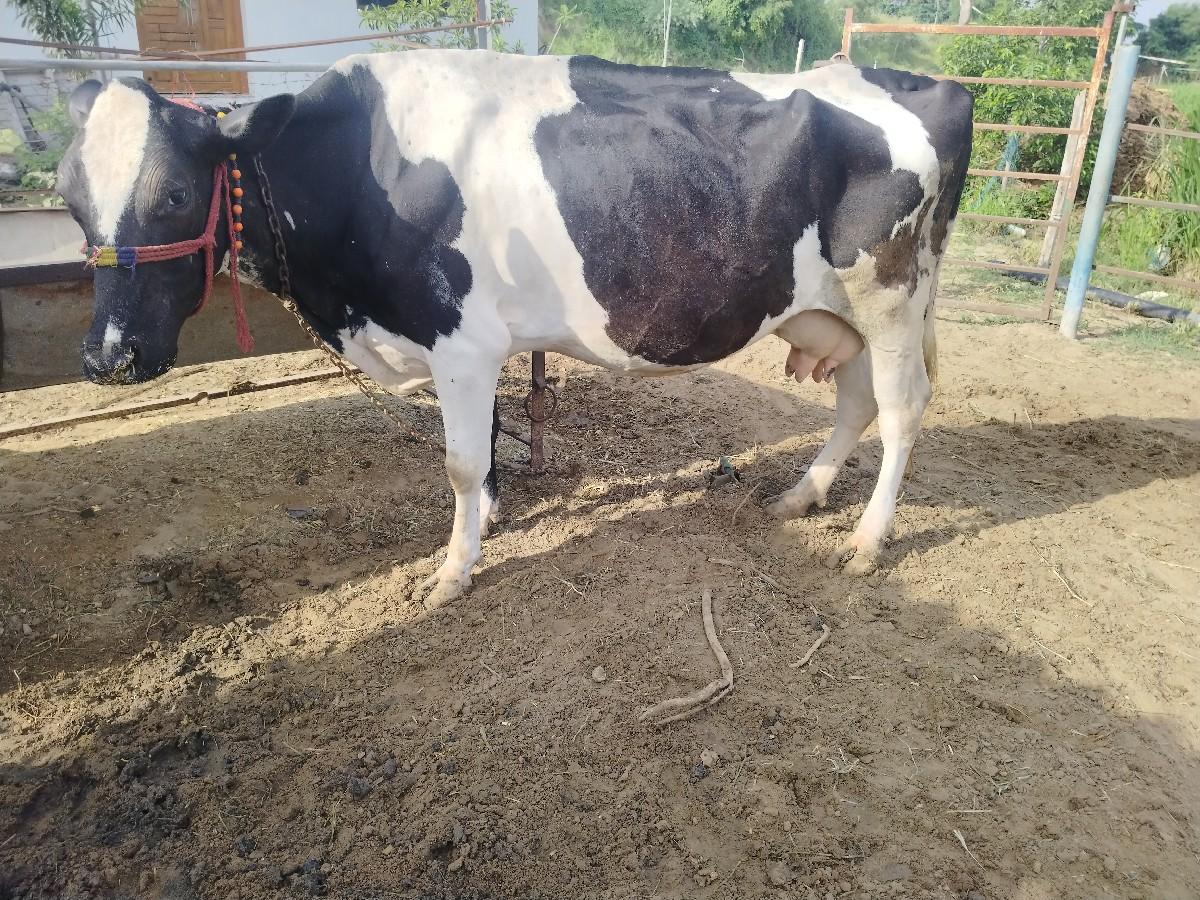 थंबनेल 2