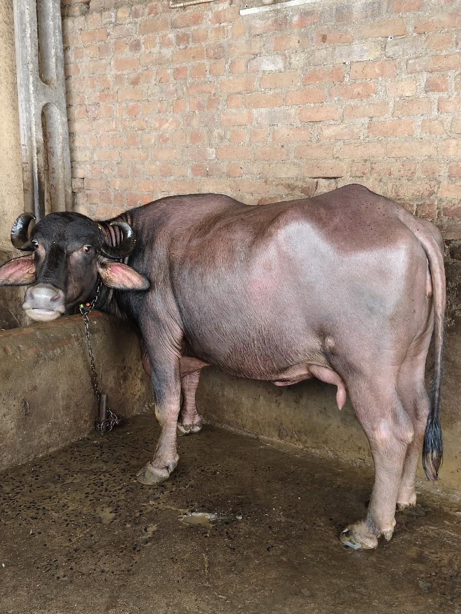 થંબનેલ 3