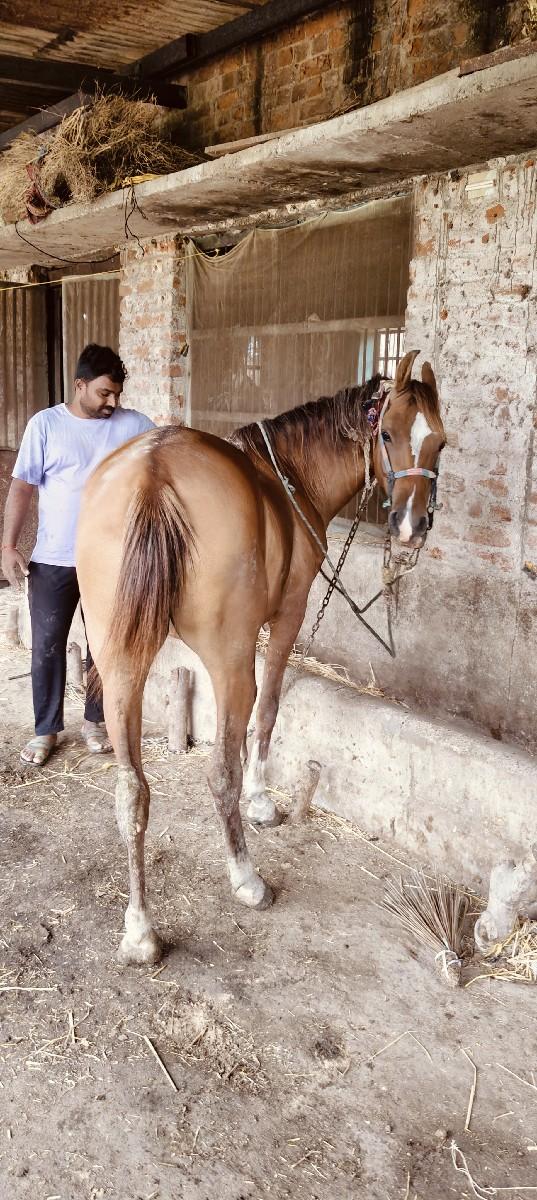 આ ઘોડી વેચવાની છે સાટા મા વછૅરૉચાલે