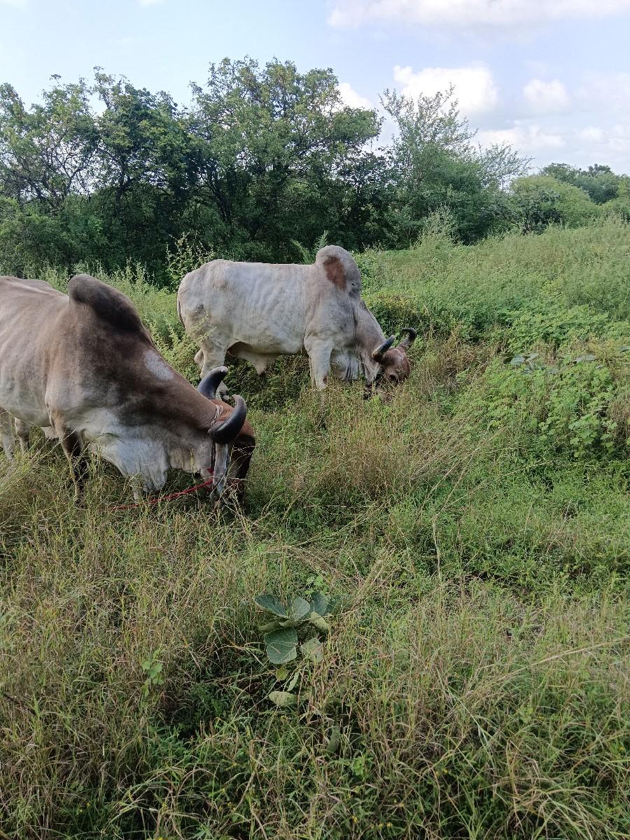 थंबनेल 3