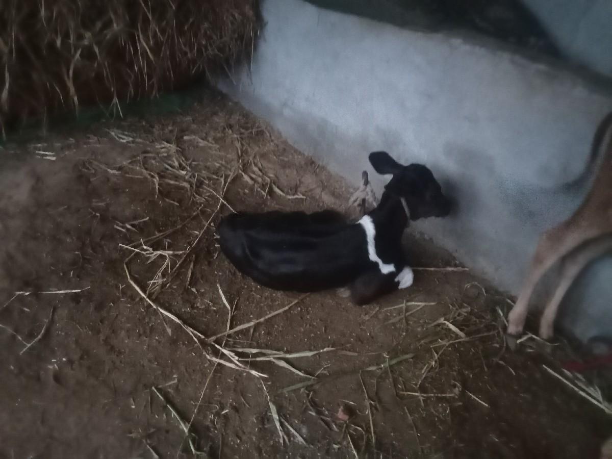 थंबनेल 3