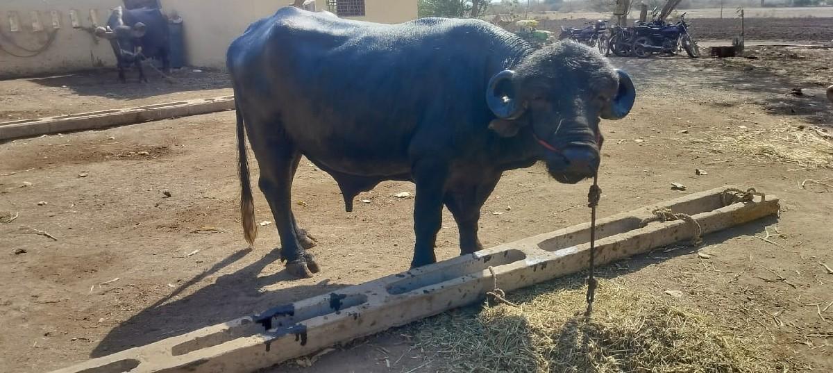 थंबनेल 2