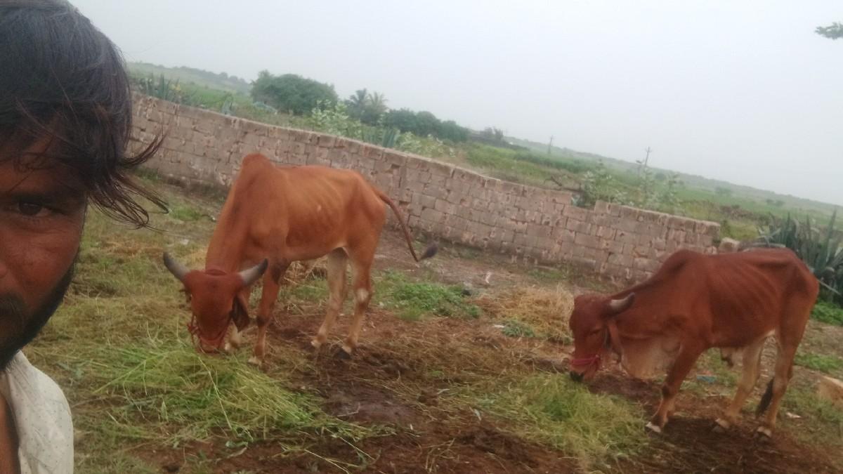 તાલુકો ખંભાળિયા