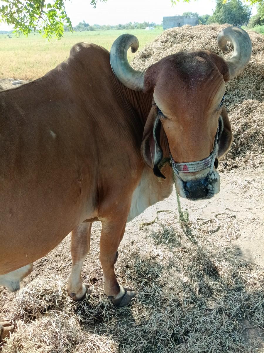 थंबनेल 2