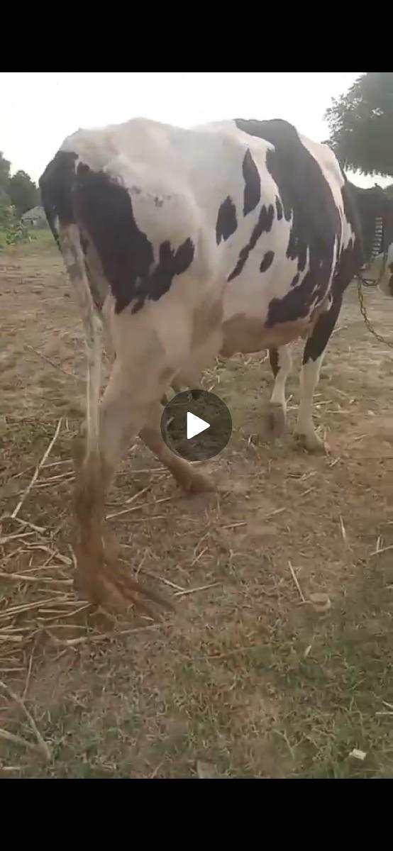 વેચવાની