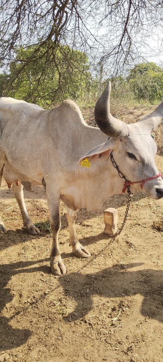 थंबनेल 3