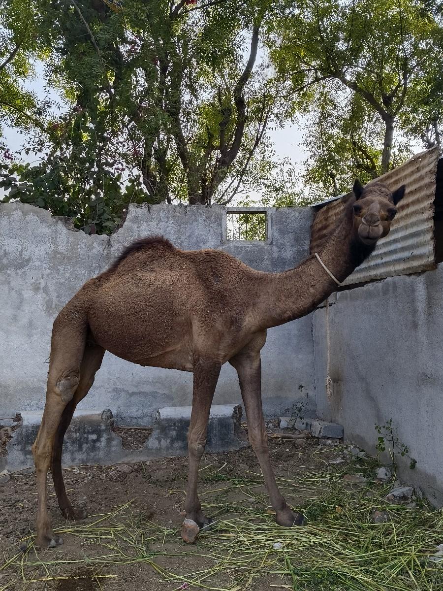 થંબનેલ 2