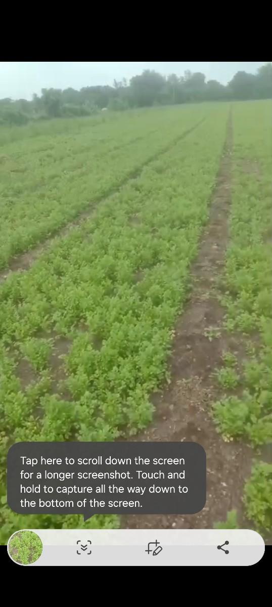 લીલી શાકભાજી ની ધાણી વેચવાની