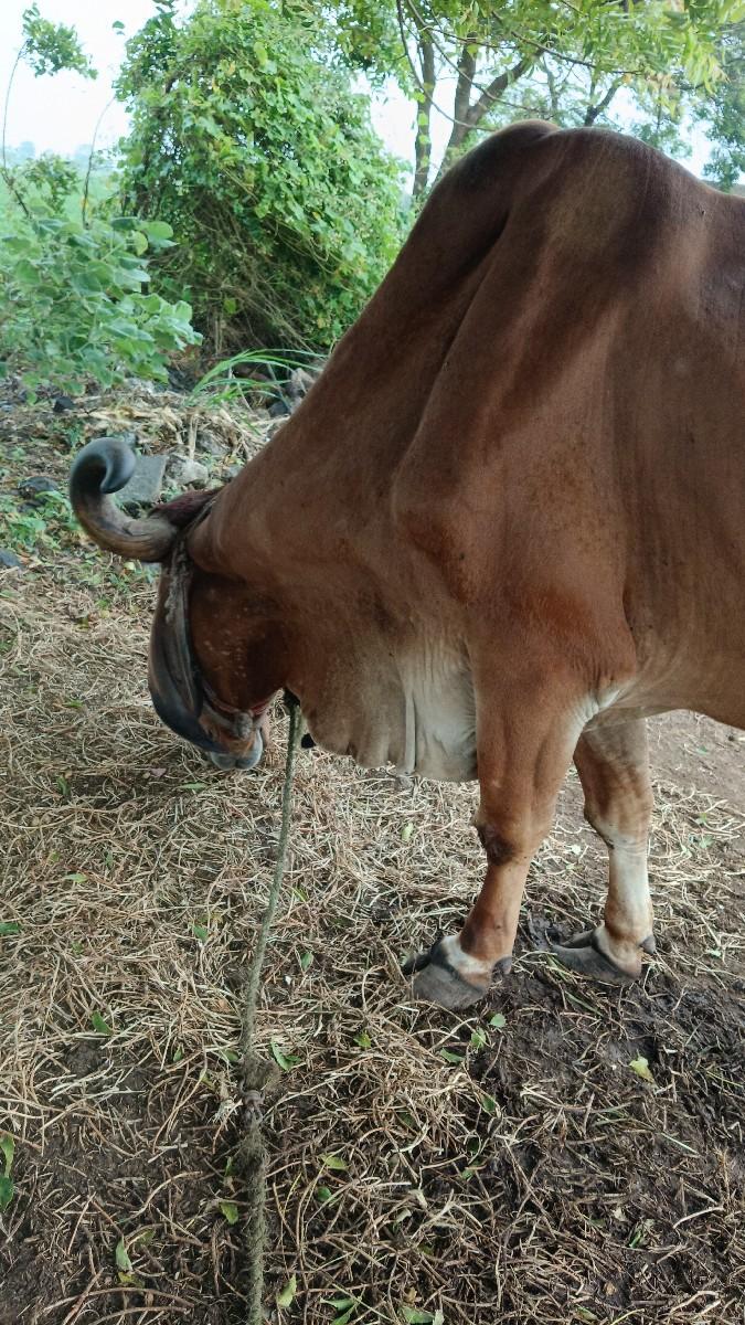 વેચવાનો છે