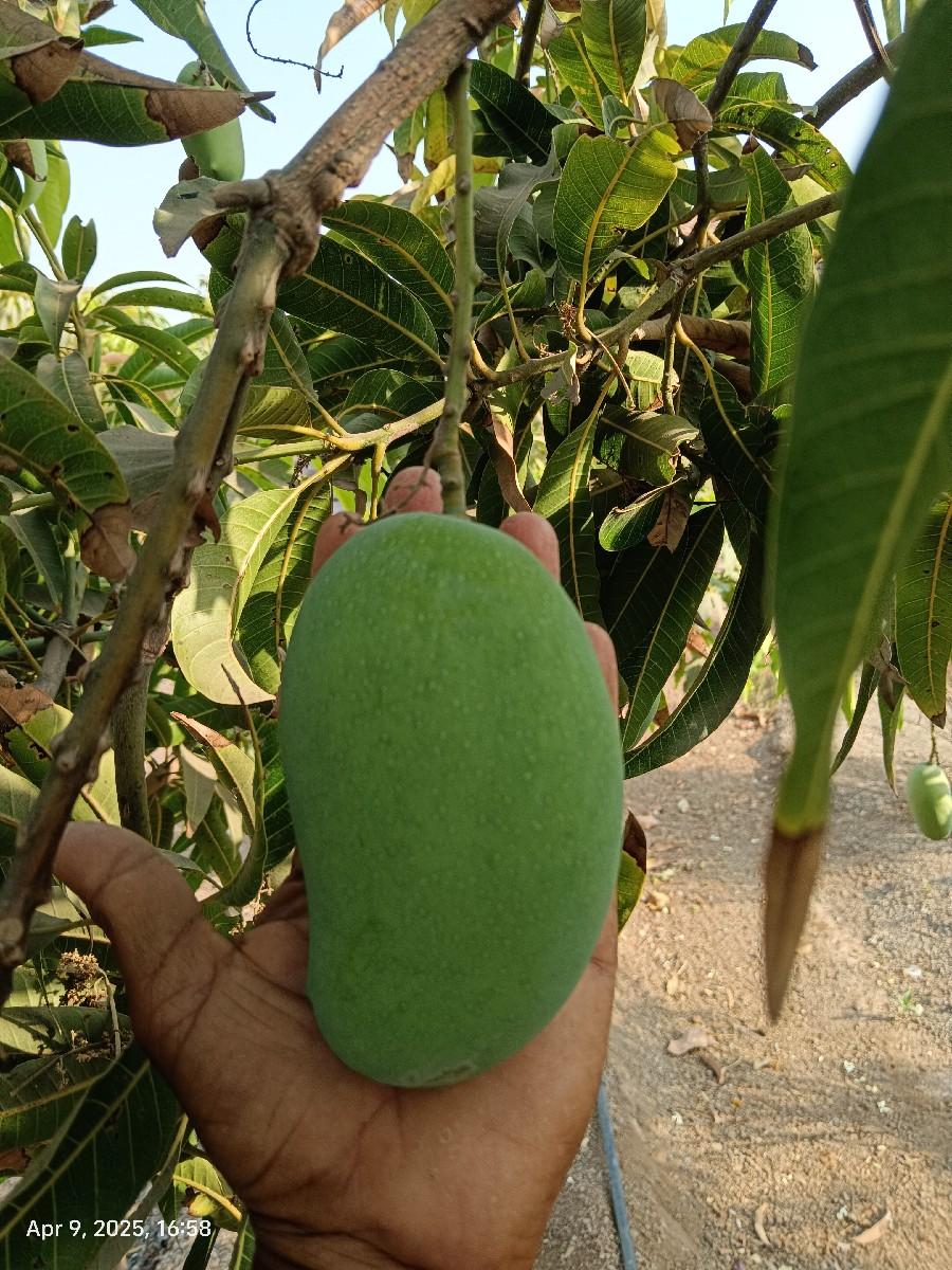 આંબા કલમ માટે નાં ડોકા