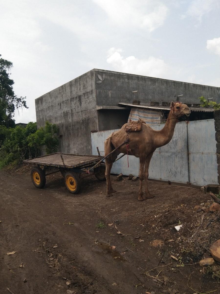 જગદીશ ભાઈ 7096175296