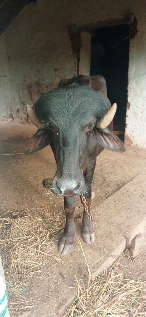 પાડોવેસવાનોસે