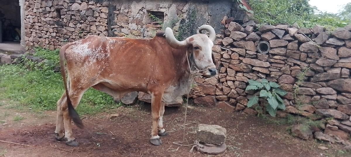 थंबनेल 2