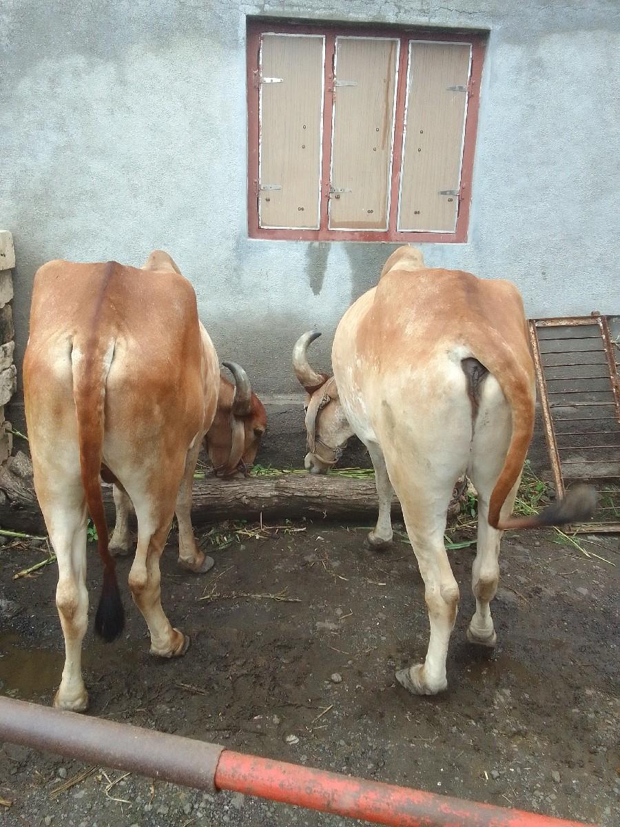 થંબનેલ 2