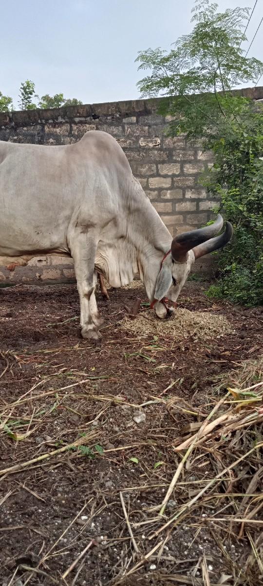 બળદ વેચવાનો છે