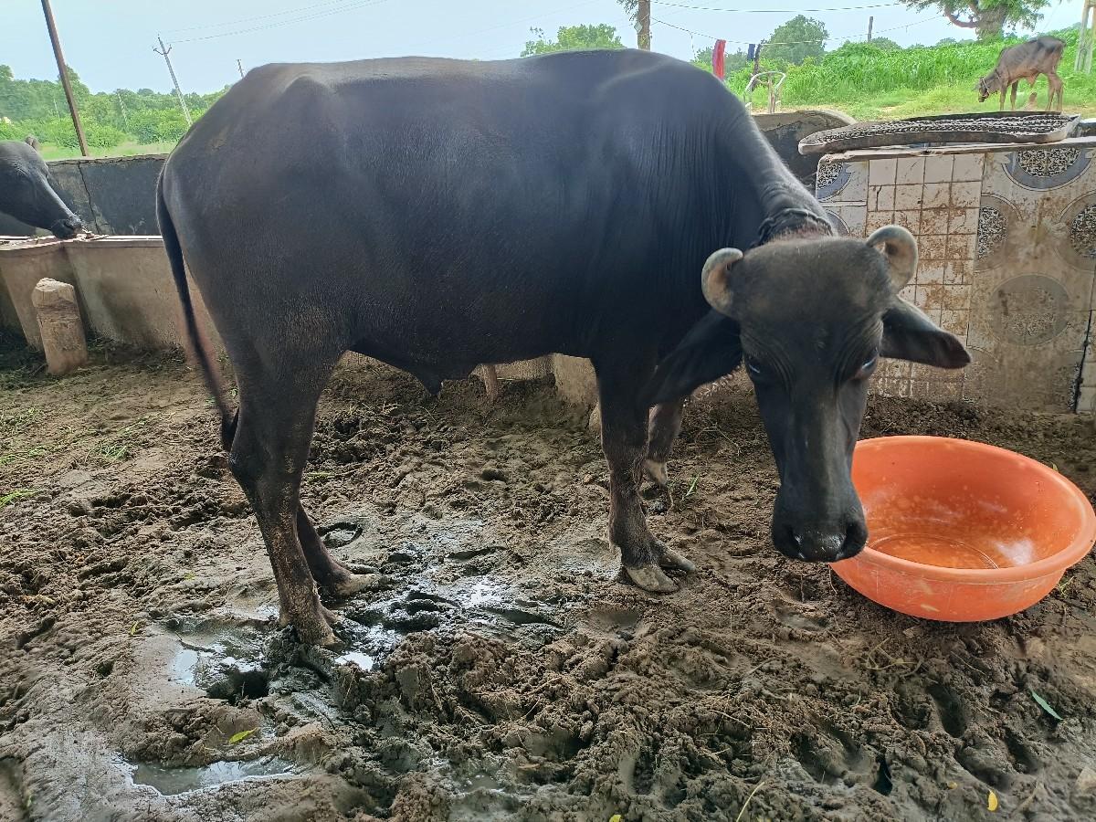 થંબનેલ 2