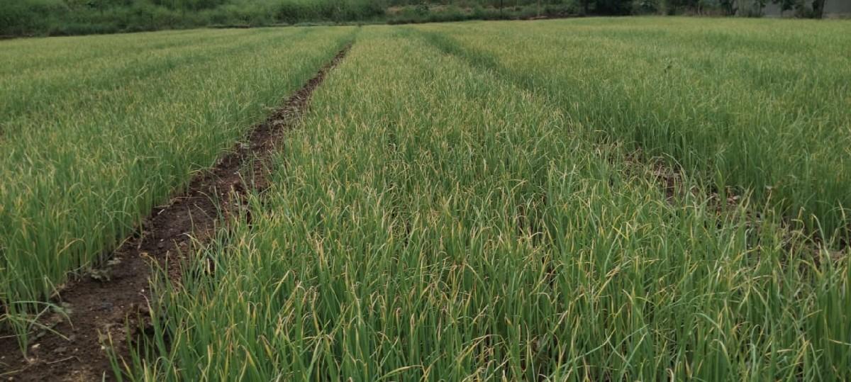 ડુંગળી નો રોપ વેસાવ છે 60 ફુટ