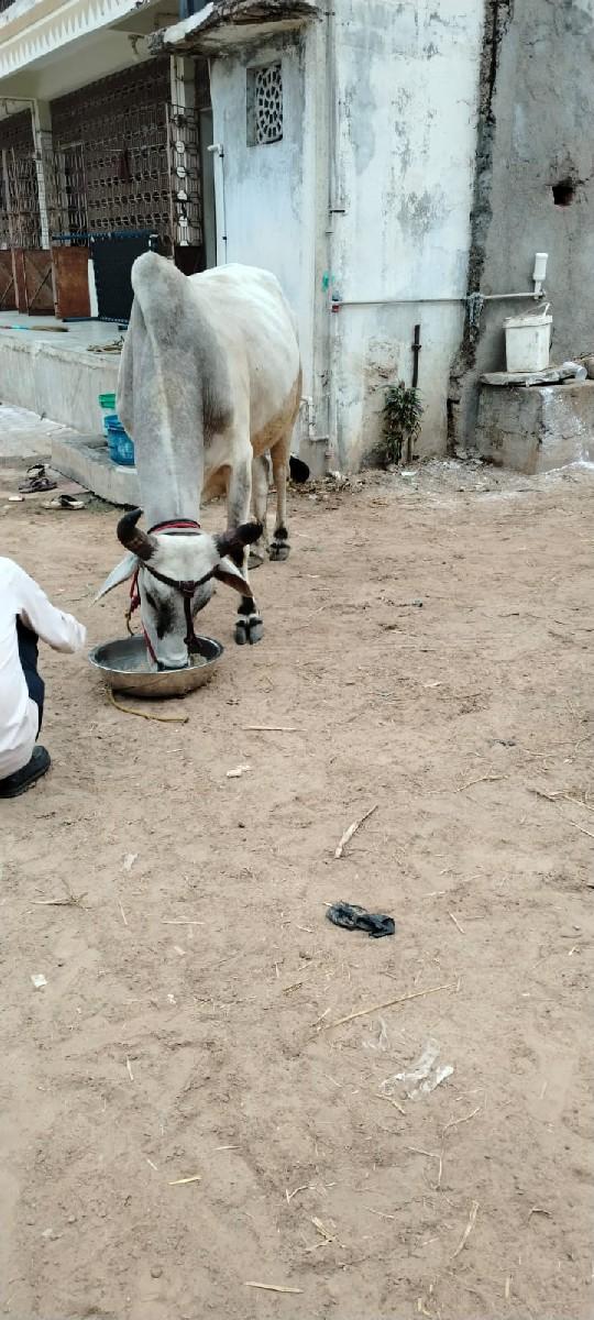 થંબનેલ 3