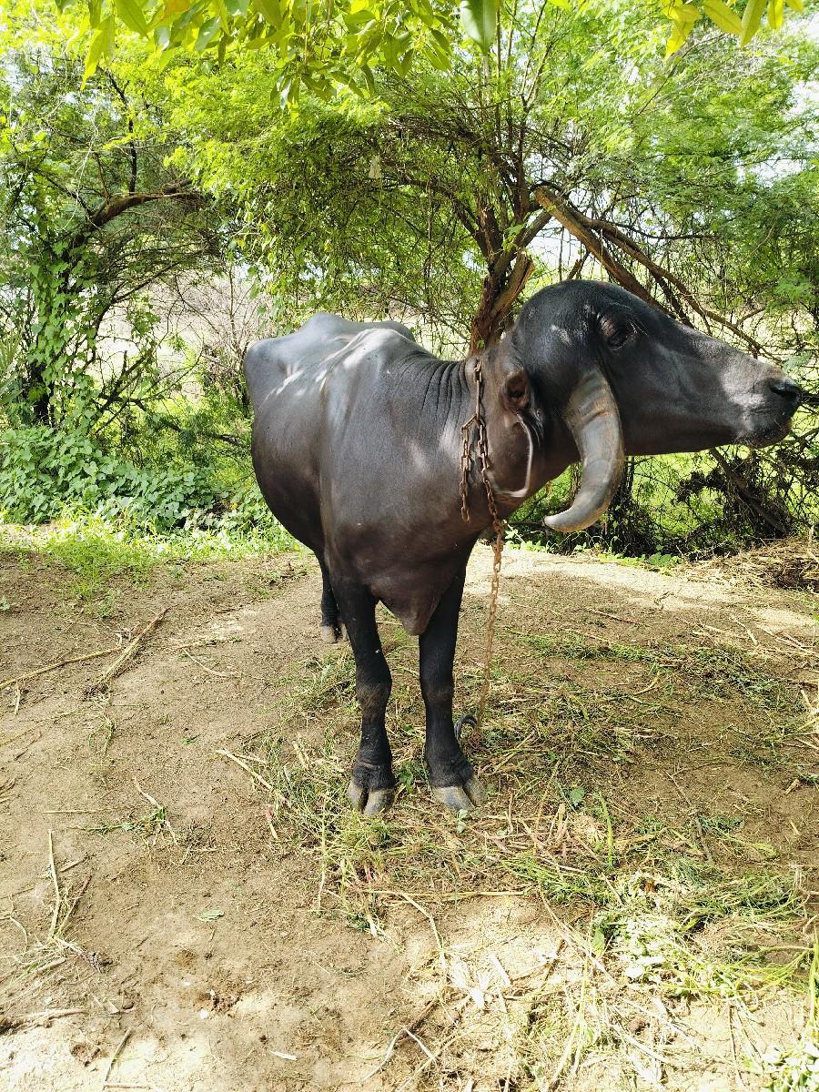 થંબનેલ 2