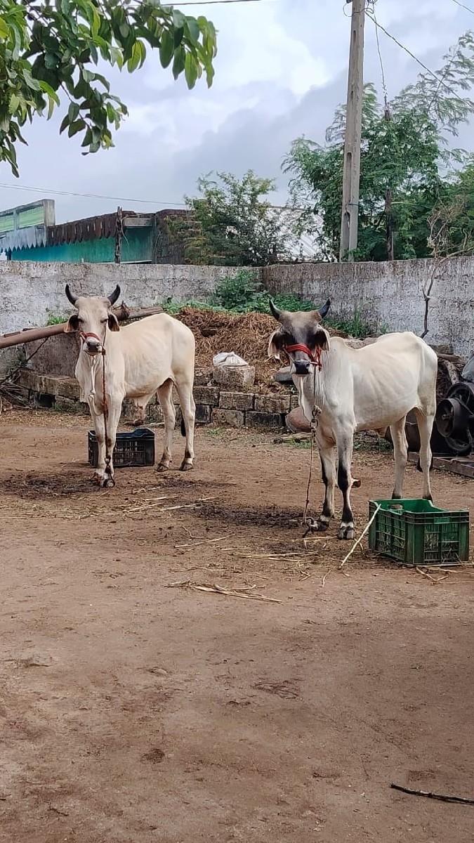 ગોઢલા વેચવાના છે