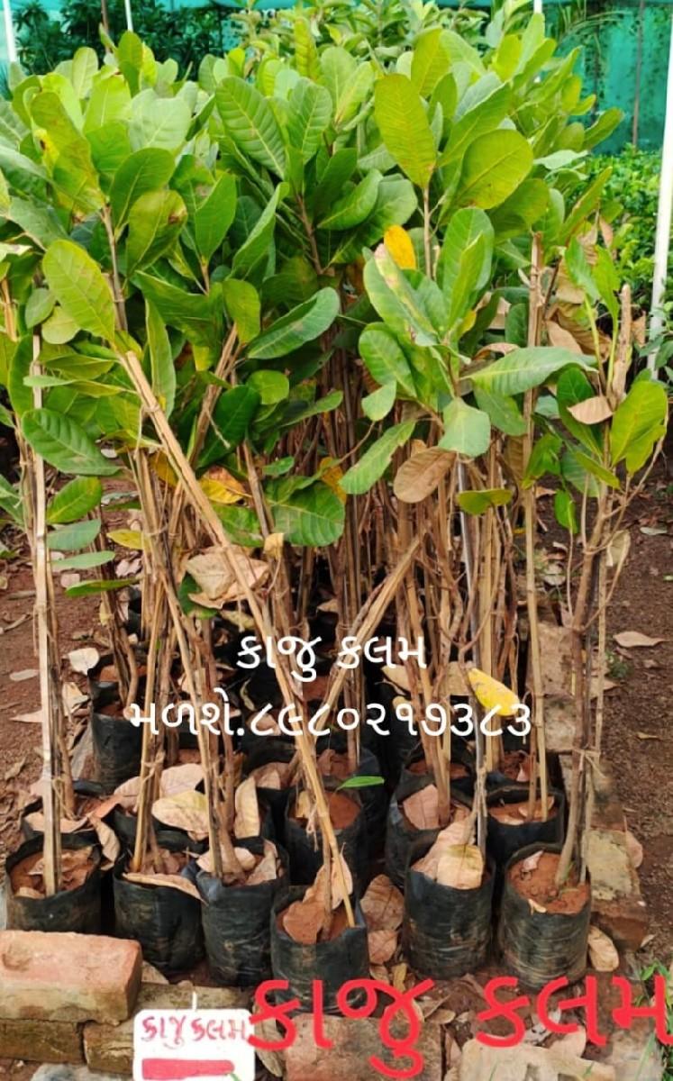 थंबनेल 4