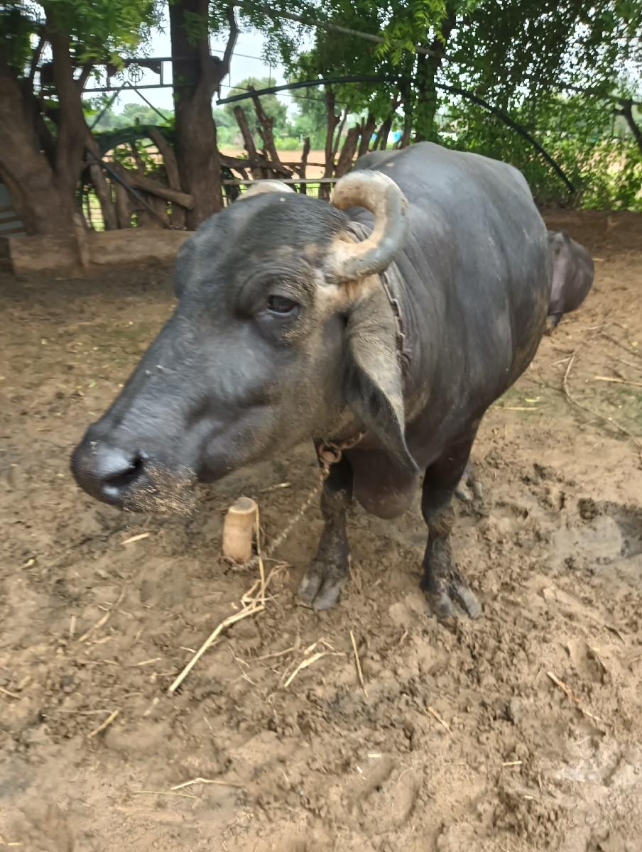 થંબનેલ 3