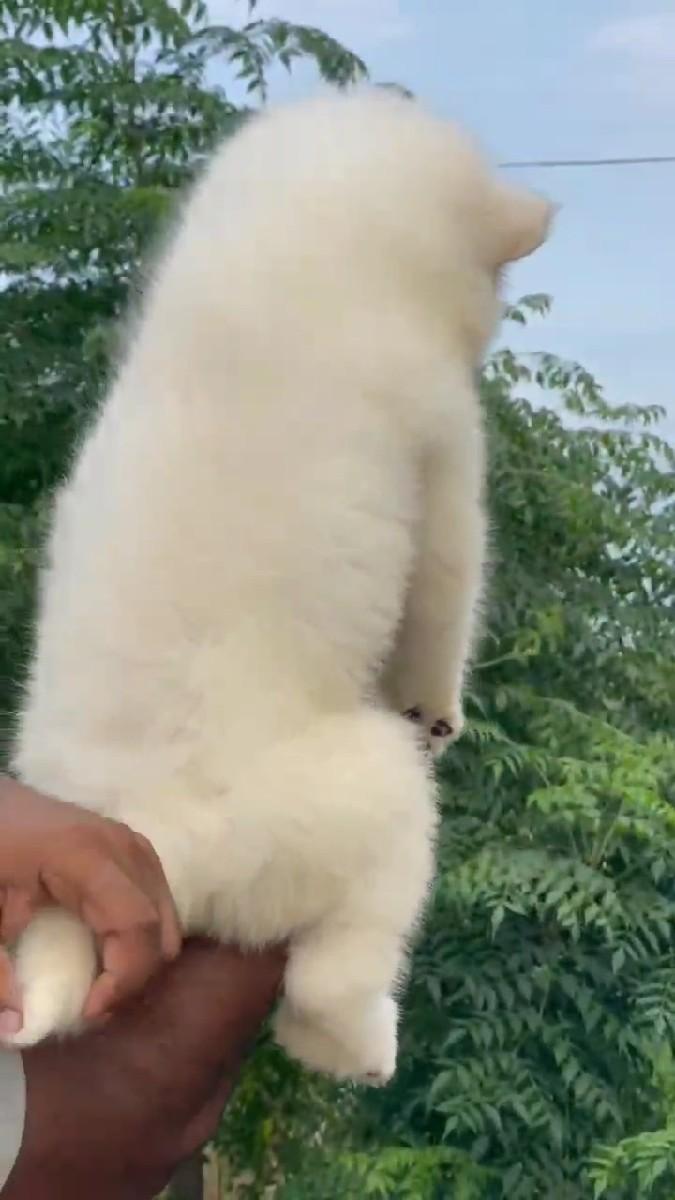 થંબનેલ 2