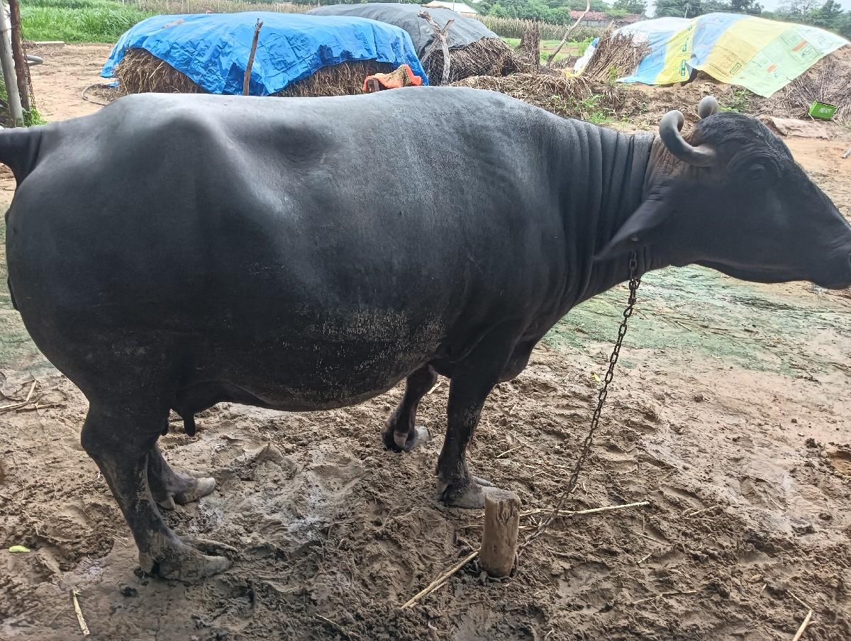 થંબનેલ 2