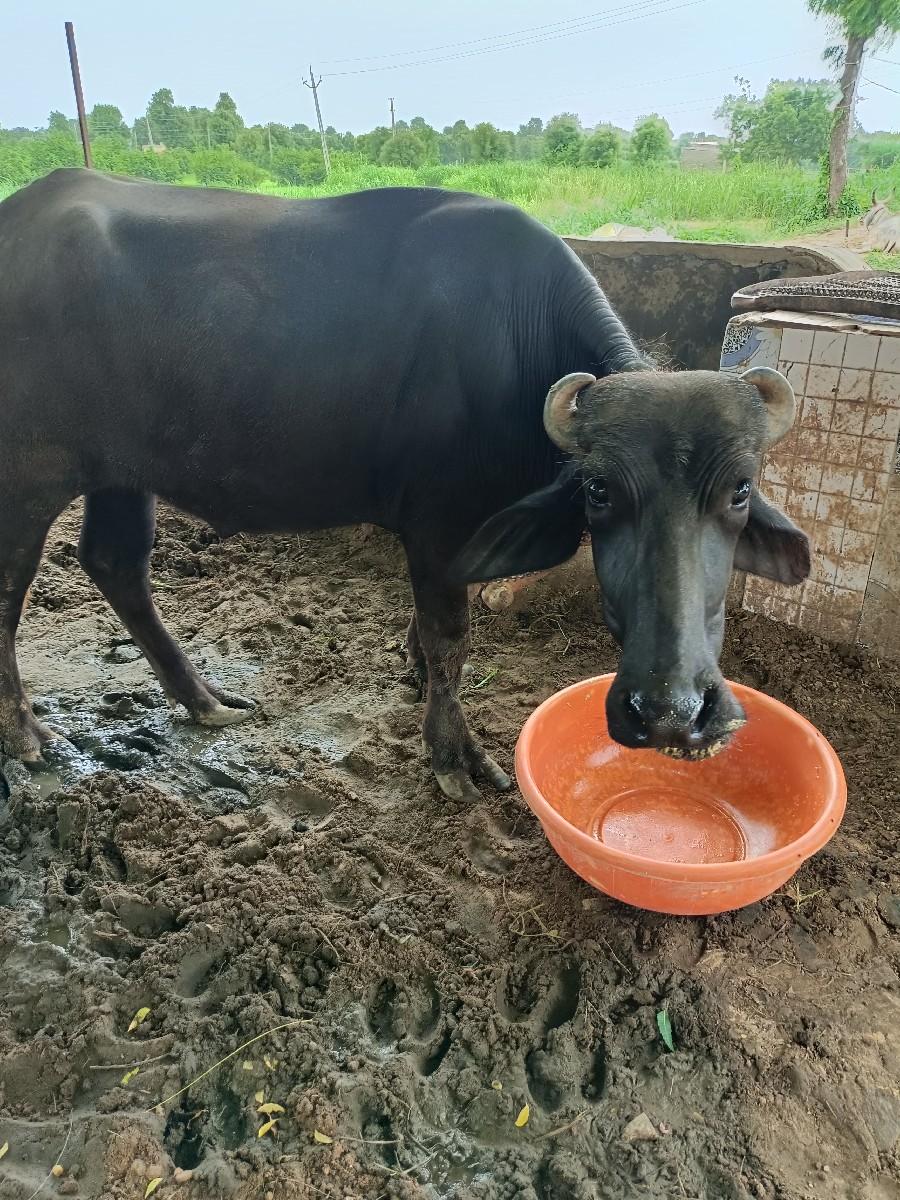 વેચવા નો છે બની નો પાડો