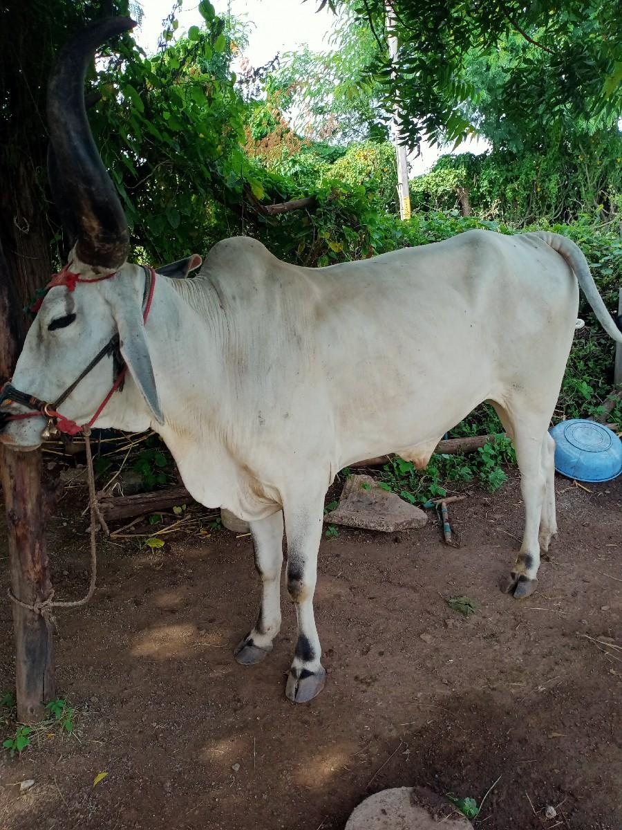 બળદ વેચવા નો છે