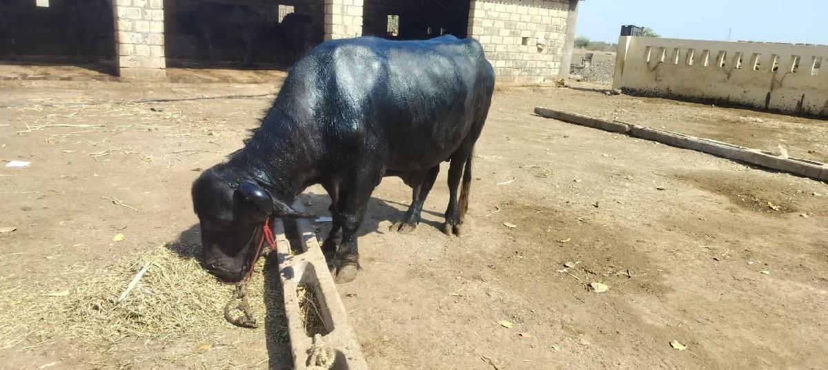 પાડો વેચવા નો છે