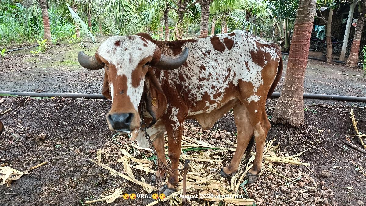 थंबनेल 3