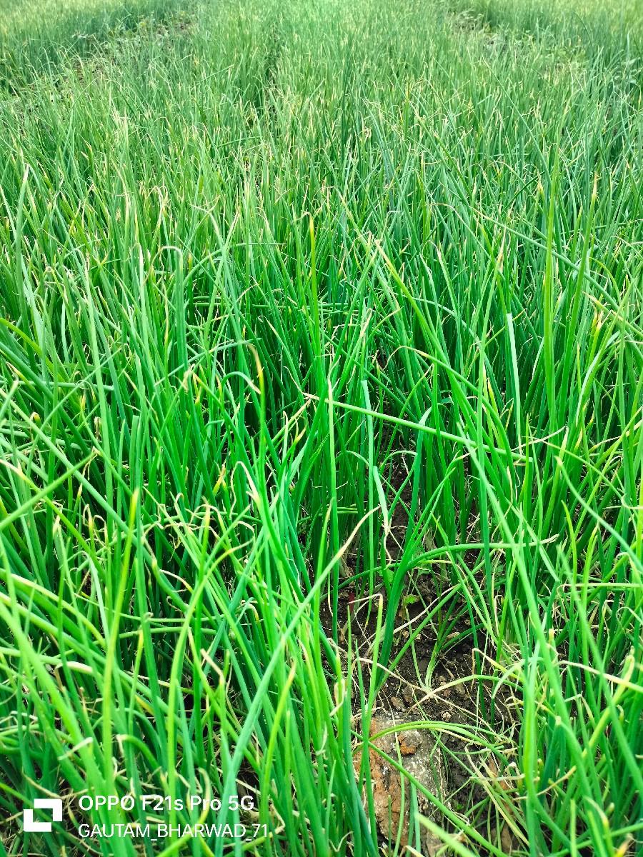 ડુંગળી રોપ