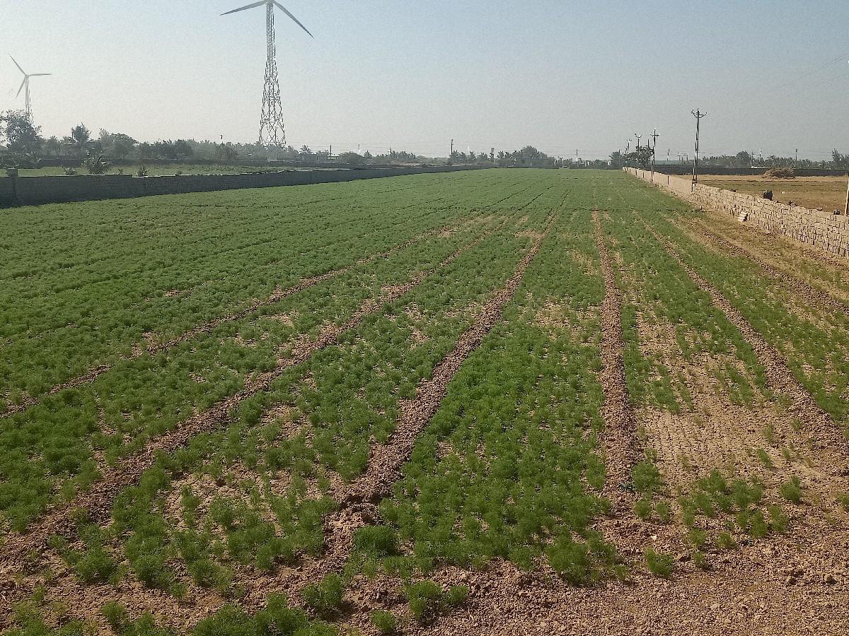 jamin vechva ni chhe