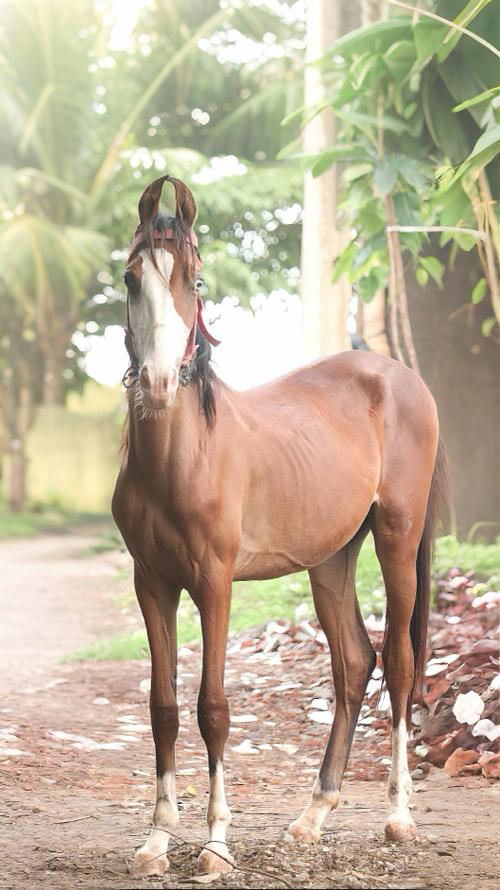 Marwadi Blood line Filly For Sale