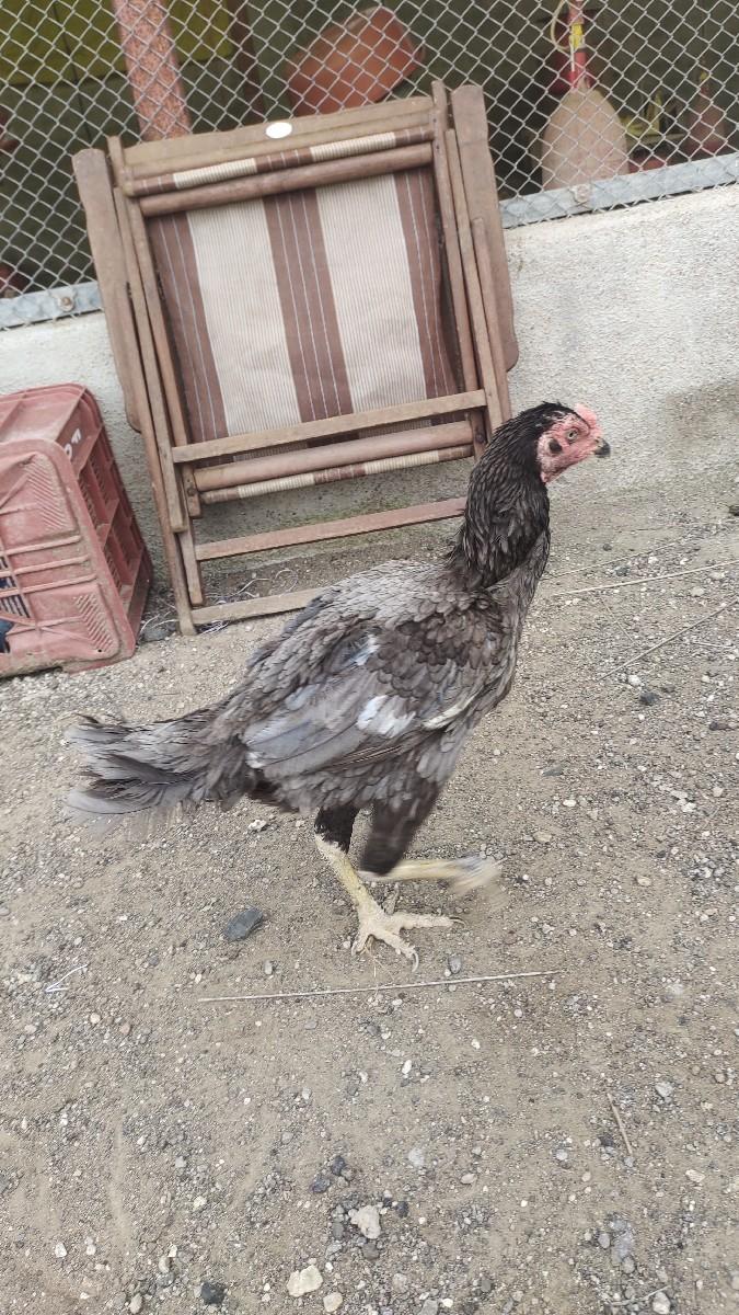 થંબનેલ 3