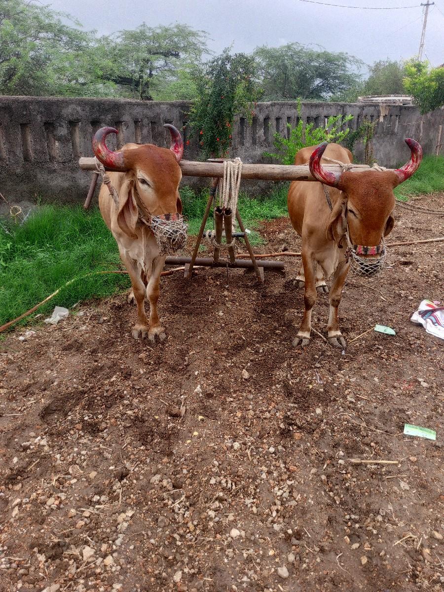 ગોઢલા