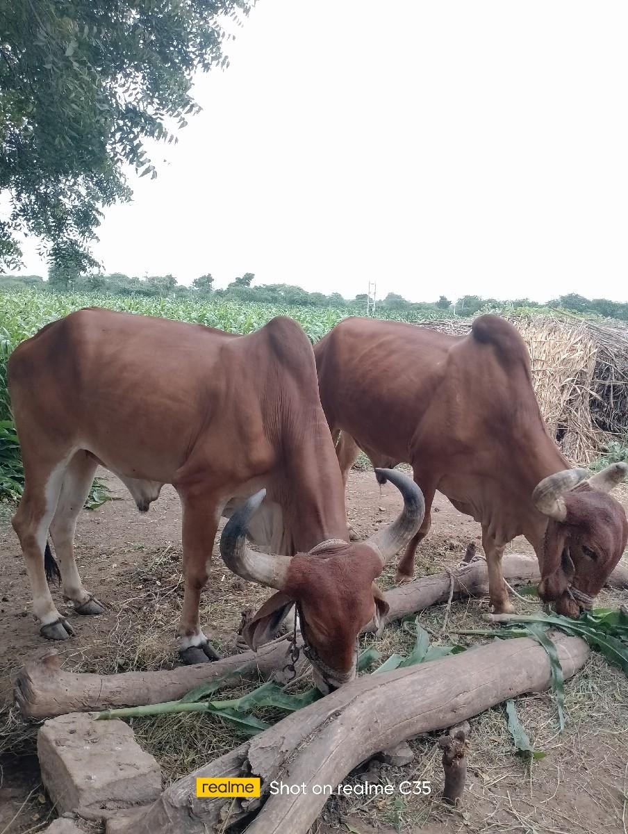 થંબનેલ 3