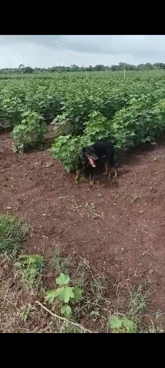 મીટીંગ માટે છે વેચવાનો નથી