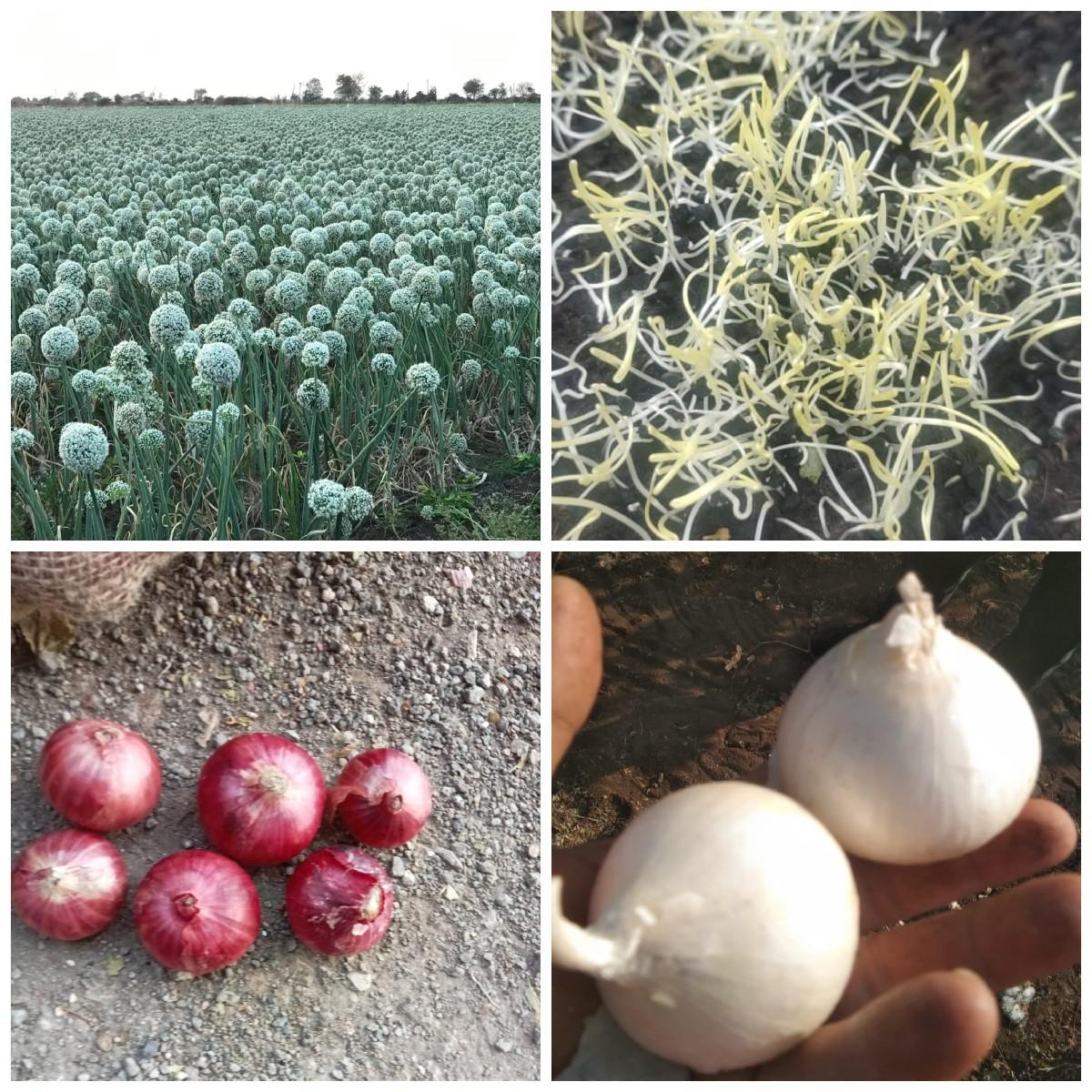 ડુંગળી નું બી વેચવાનું છે