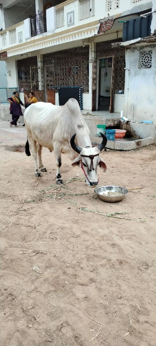 થંબનેલ 2