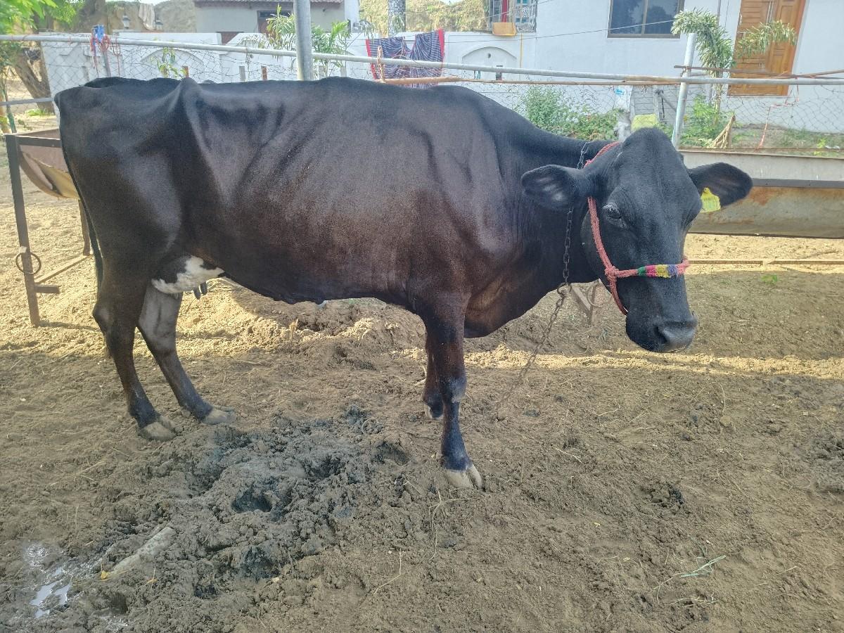 थंबनेल 3