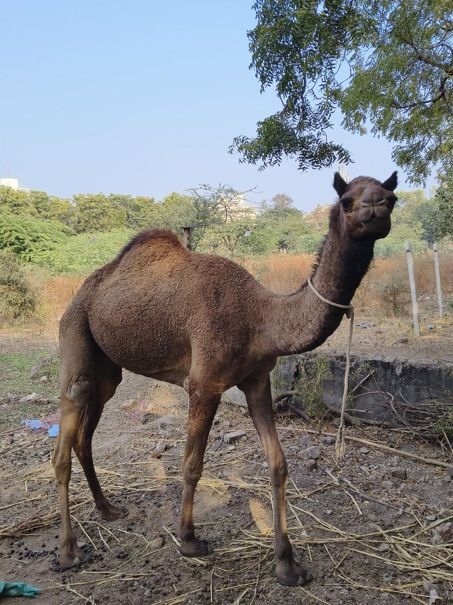 વેચવાની છે