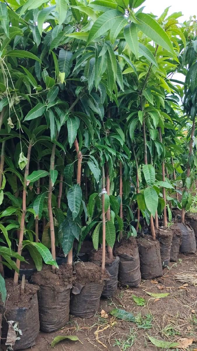 chamunda nursery