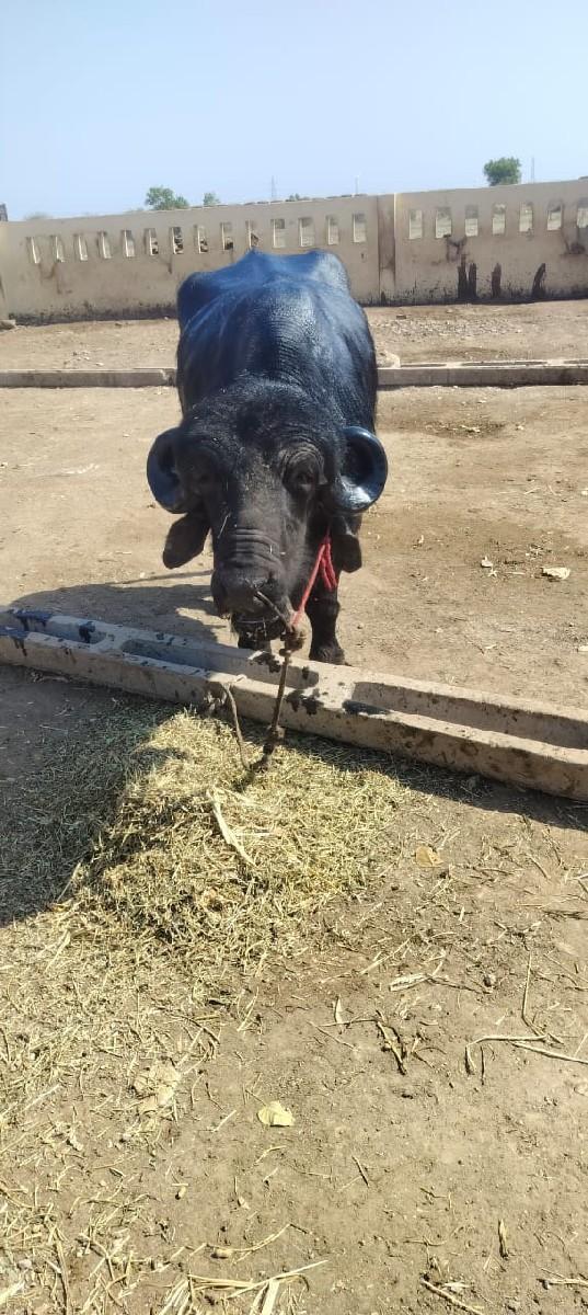 थंबनेल 3